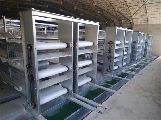 养蛇清粪带0926-3