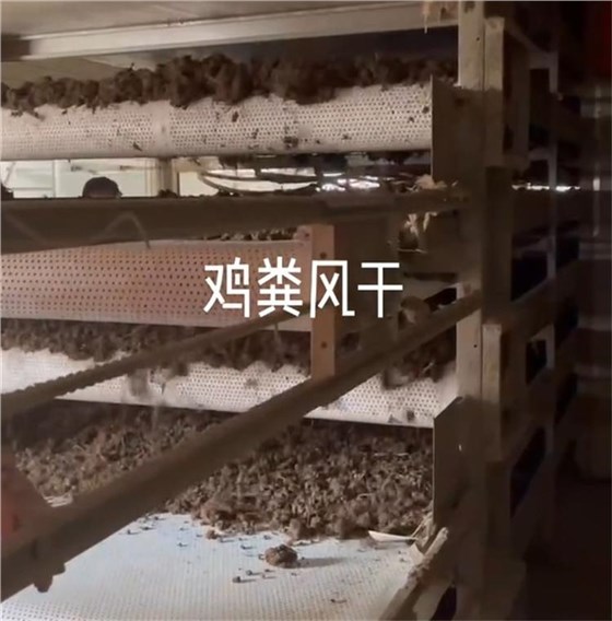 鸡粪烘干输送带3
