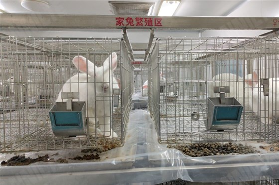 清粪带制药厂-1