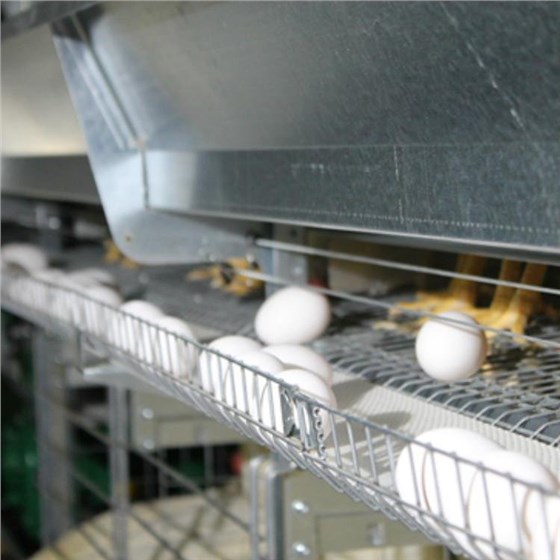 打孔捡蛋带0219-2