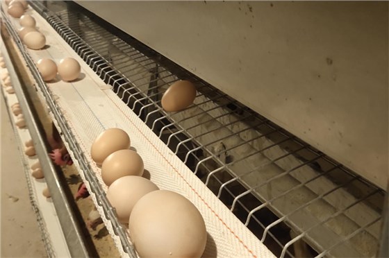 打孔捡蛋带0219-5