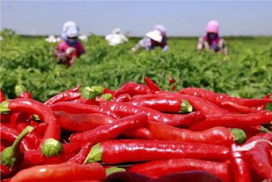 辣椒丰收0726-1