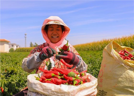 辣椒丰收0726-4