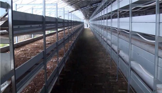 黑水虻输送带1204-1