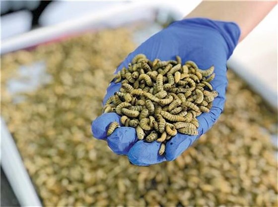 黑水虻输送带1204-2