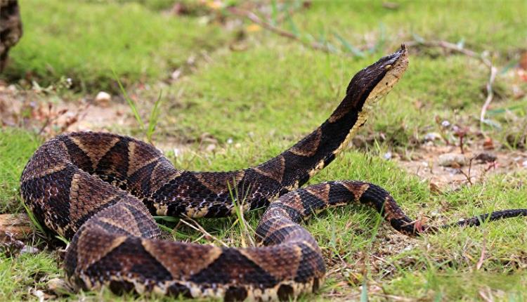 养蛇清粪带0926-1