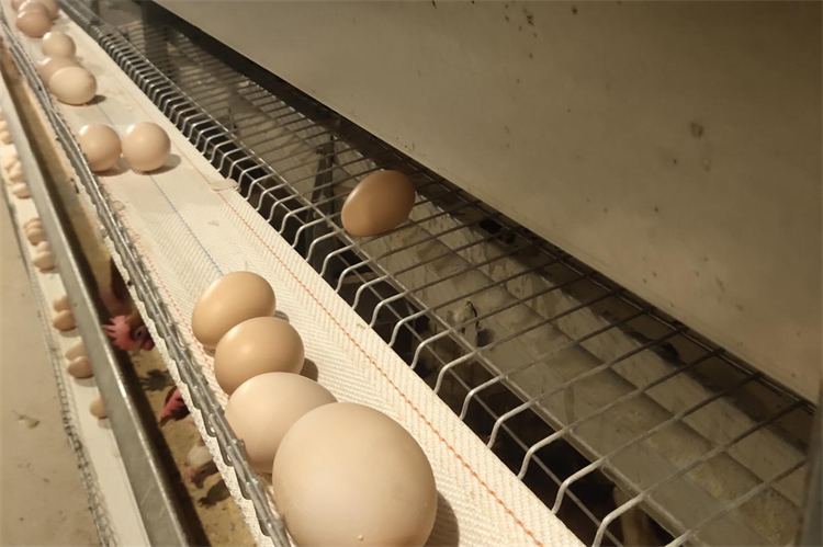 打孔捡蛋带0219-5