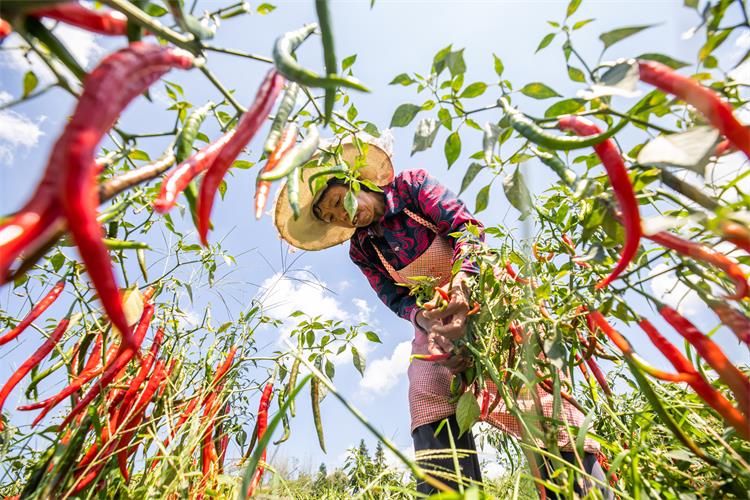 辣椒丰收0726-2