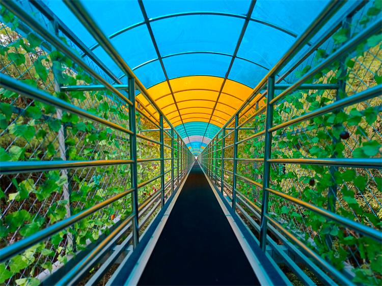 魔毯输送带0906-1