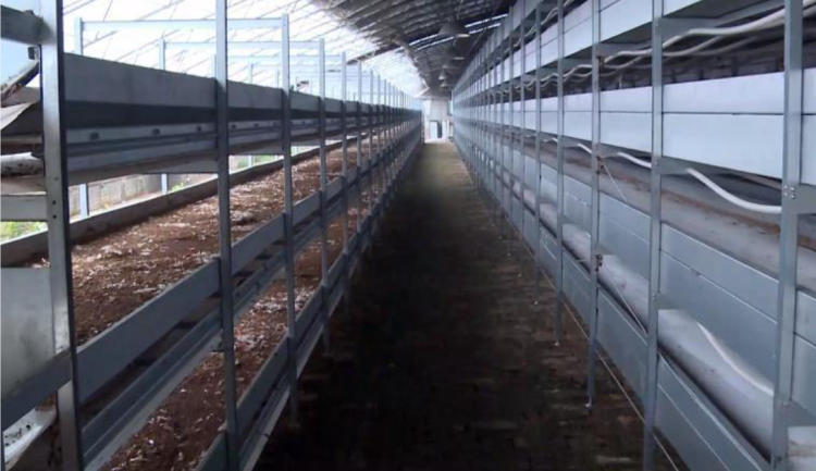 黑水虻输送带1204-1