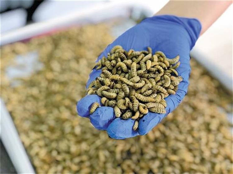 黑水虻输送带1204-2